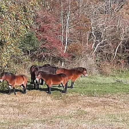 Beach Lodges Oostvoorne ロッジ *