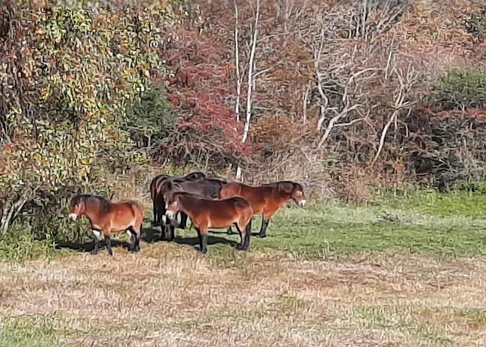 Beach Lodges Oostvoorne Lodge *